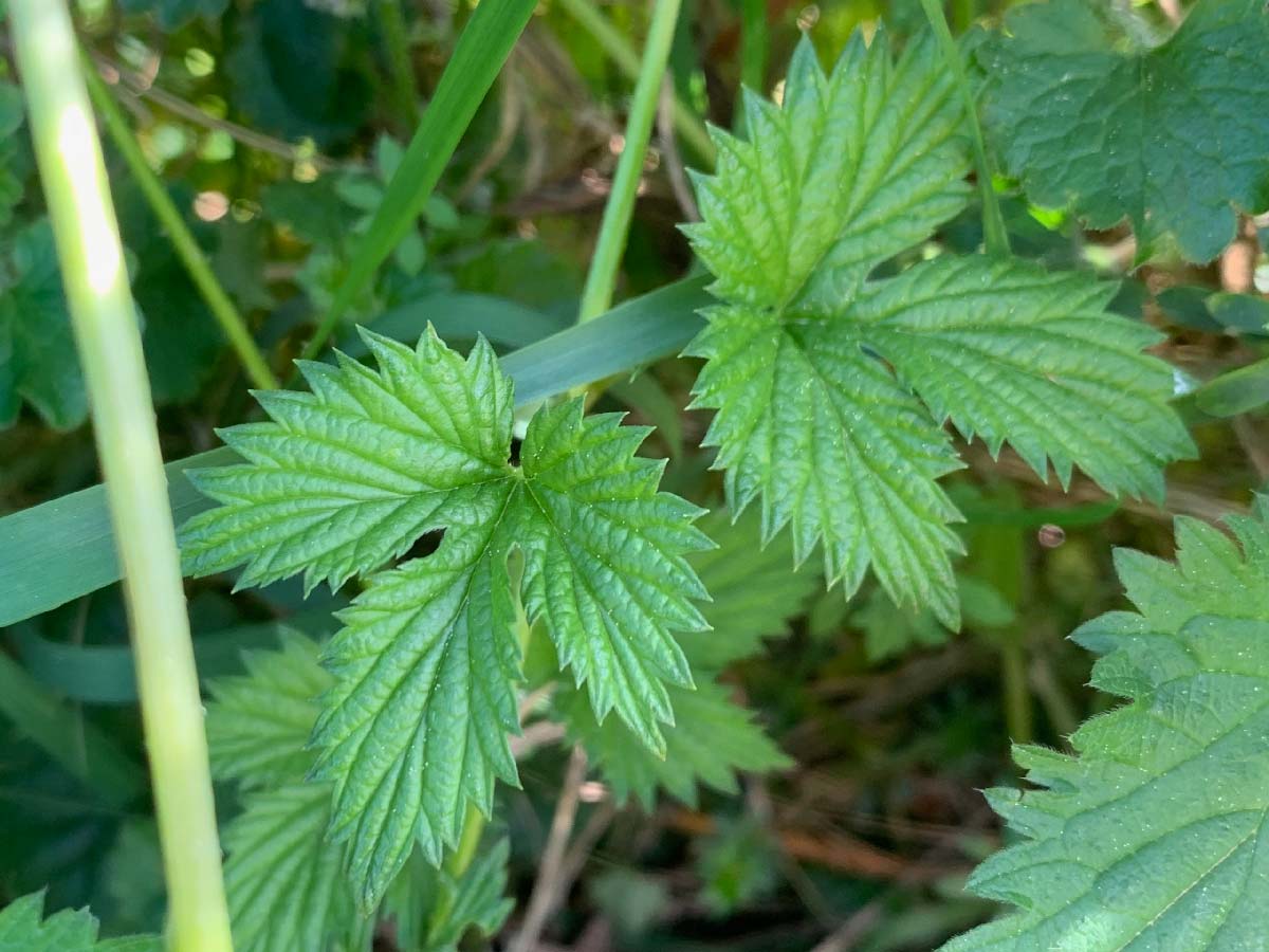 Cours d’initiation au brassage de bière