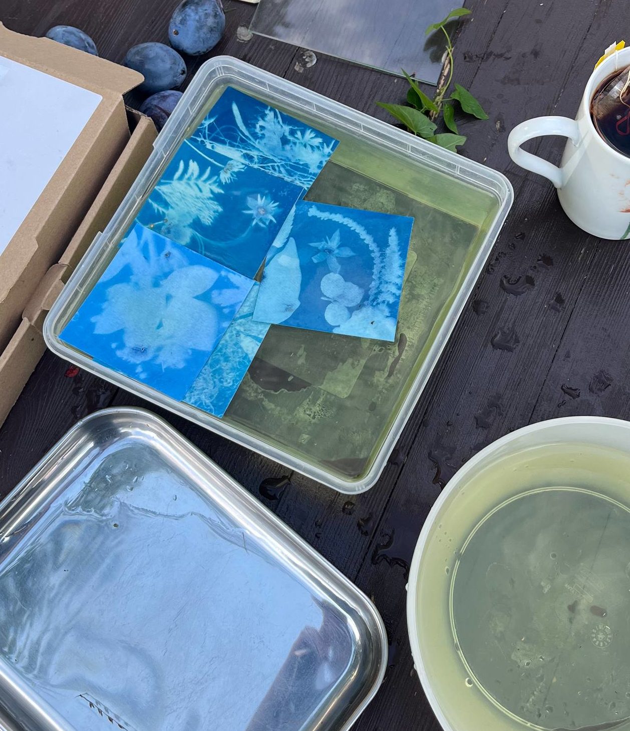 Atelier cyanotype au Jardin