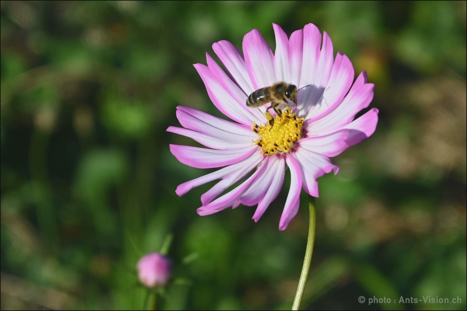 d-couvrir-la-vie-des-abeilles-jardin-aux-1000-mains