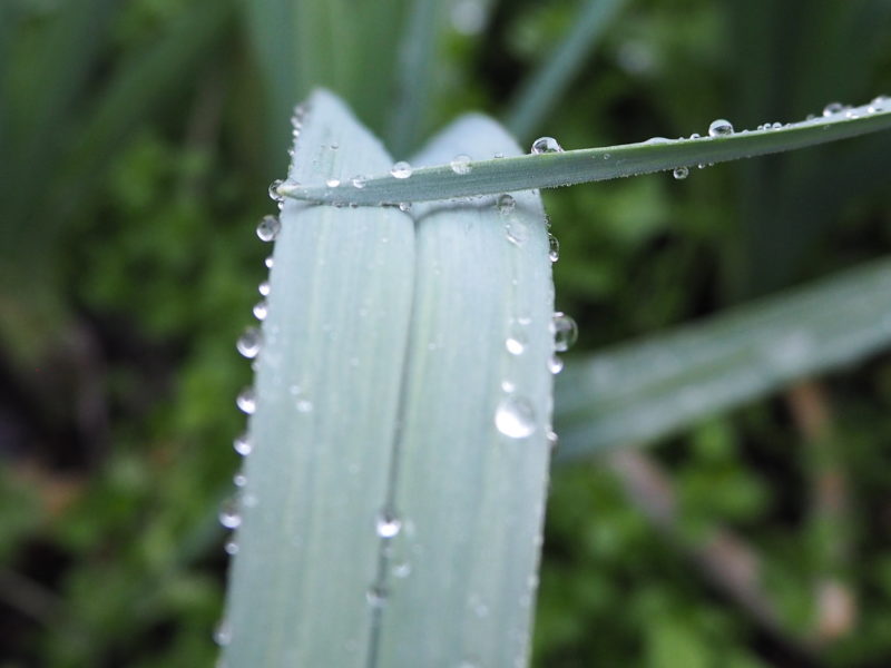 L'eau - une ressource essentielle au jardin ANNULEE