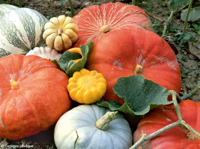 Projet courges