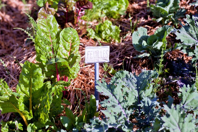 Introduction à la permaculture et 1er pas au potager