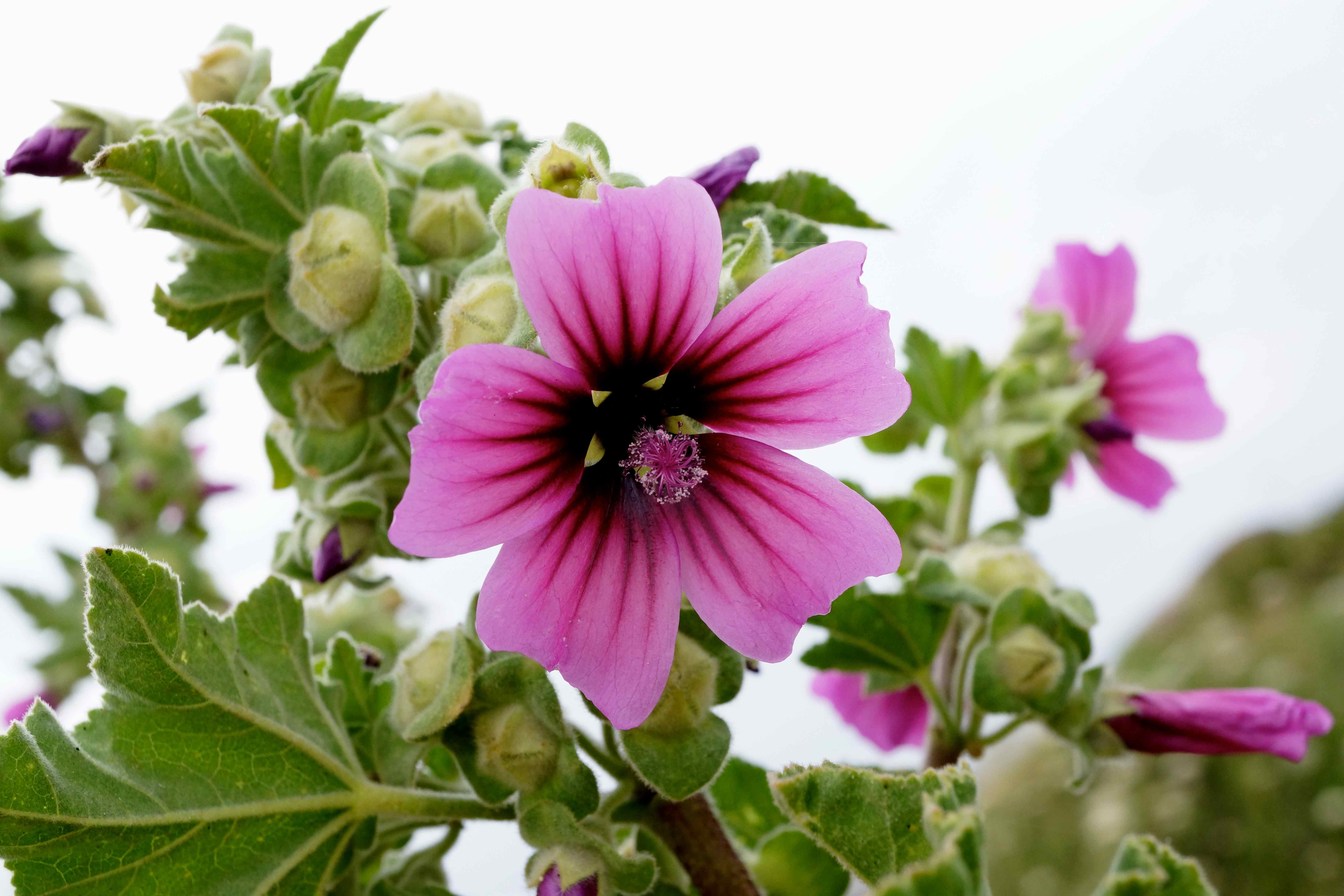 Une sorcière au jardin, des remèdes pour demain