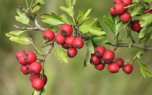 Plantes aux 4 saisons - automne