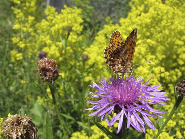 La biodiversité au jardin