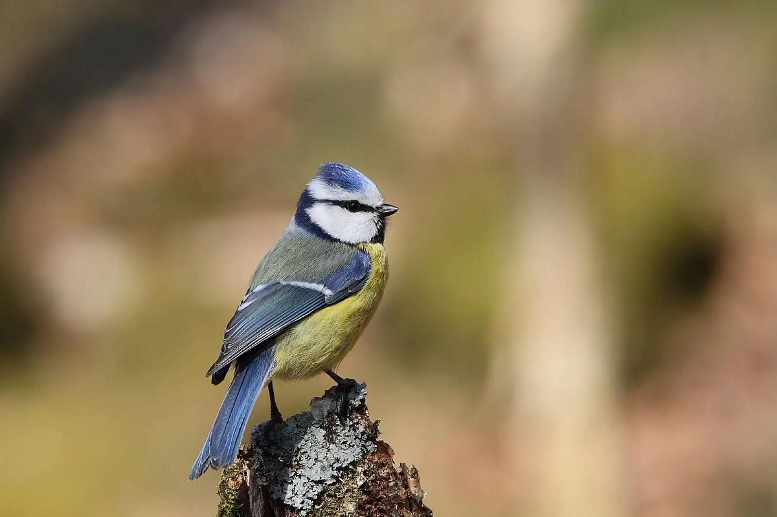 Matinée ornithologique