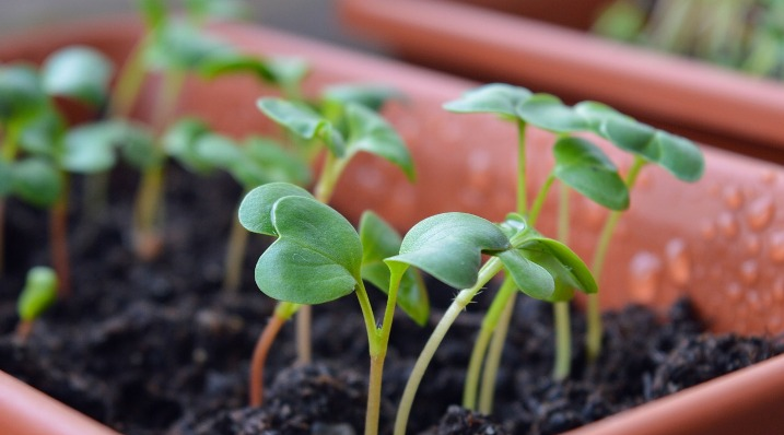 Débuter son potager urbain