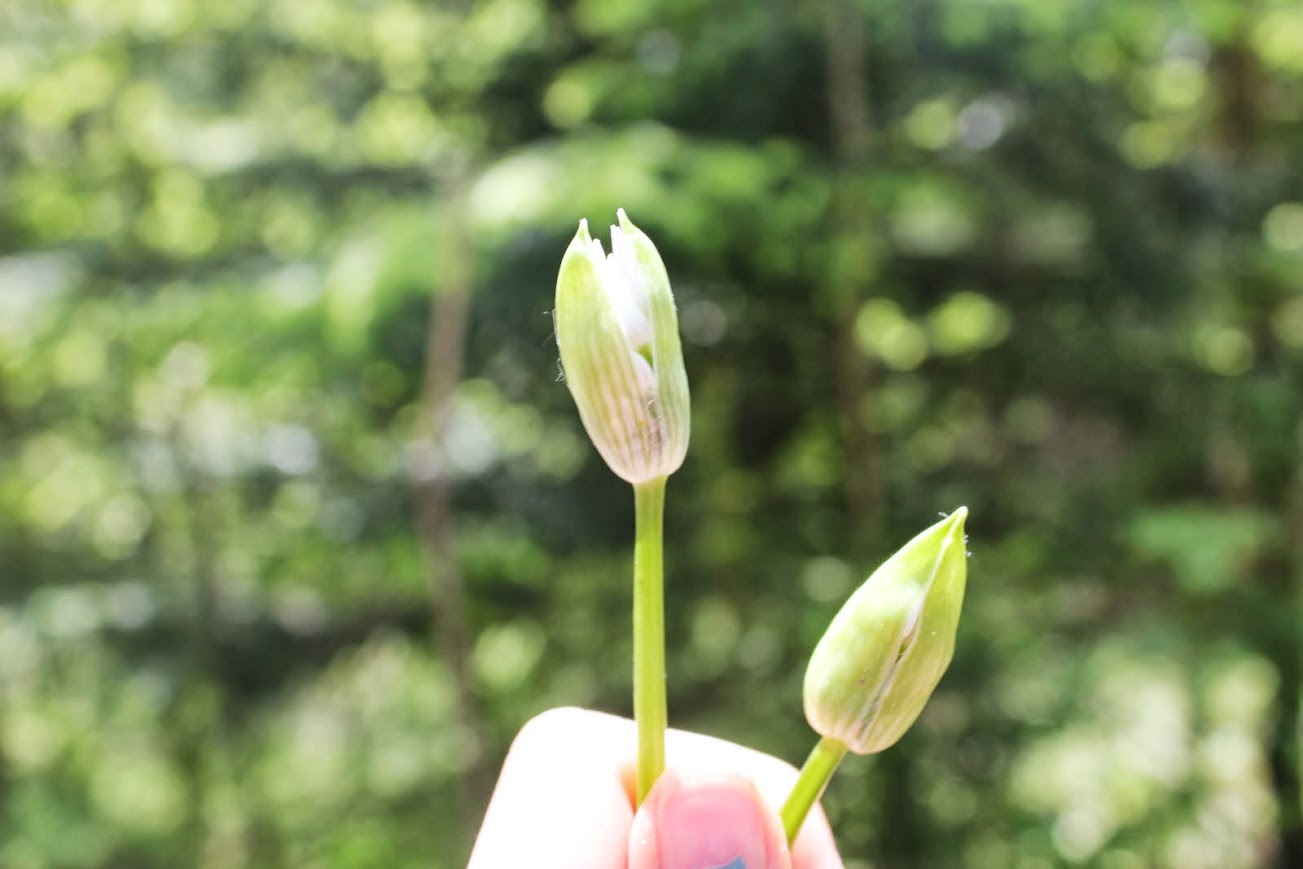 Plantes aux 4 saisons - printemps