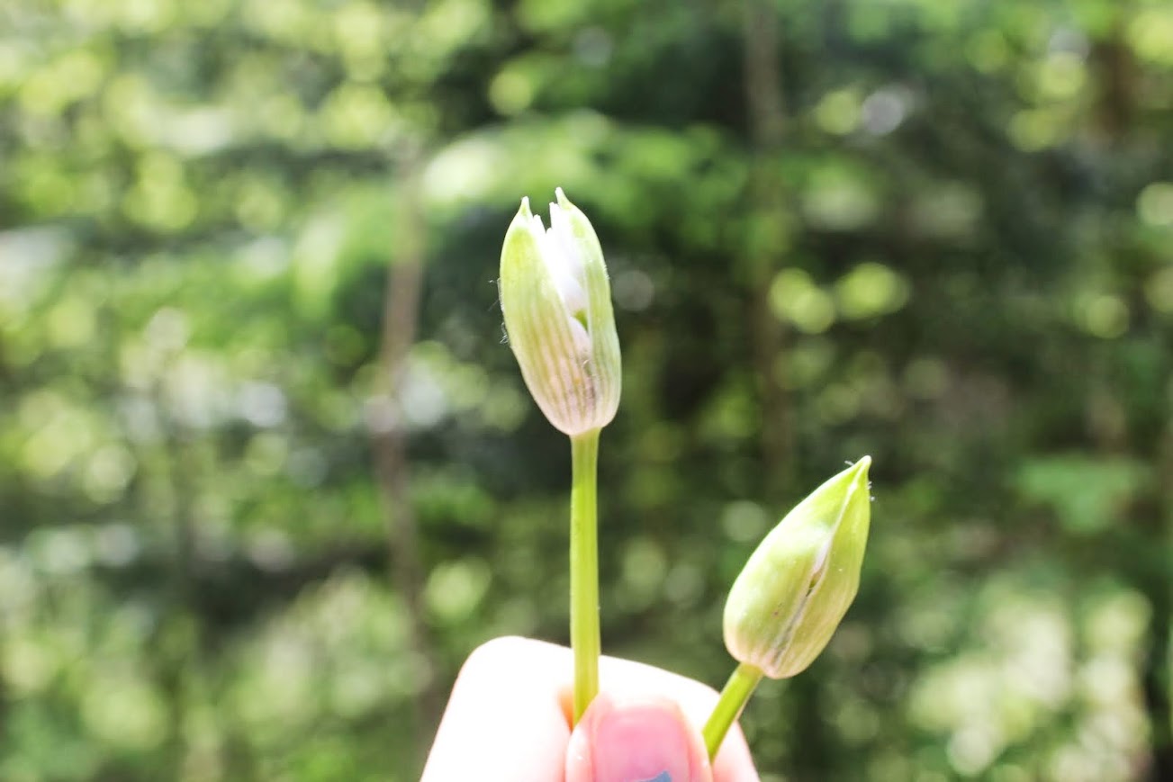 Les plantes sauvages aux 4 saisons près de chez nous - POLE SUD