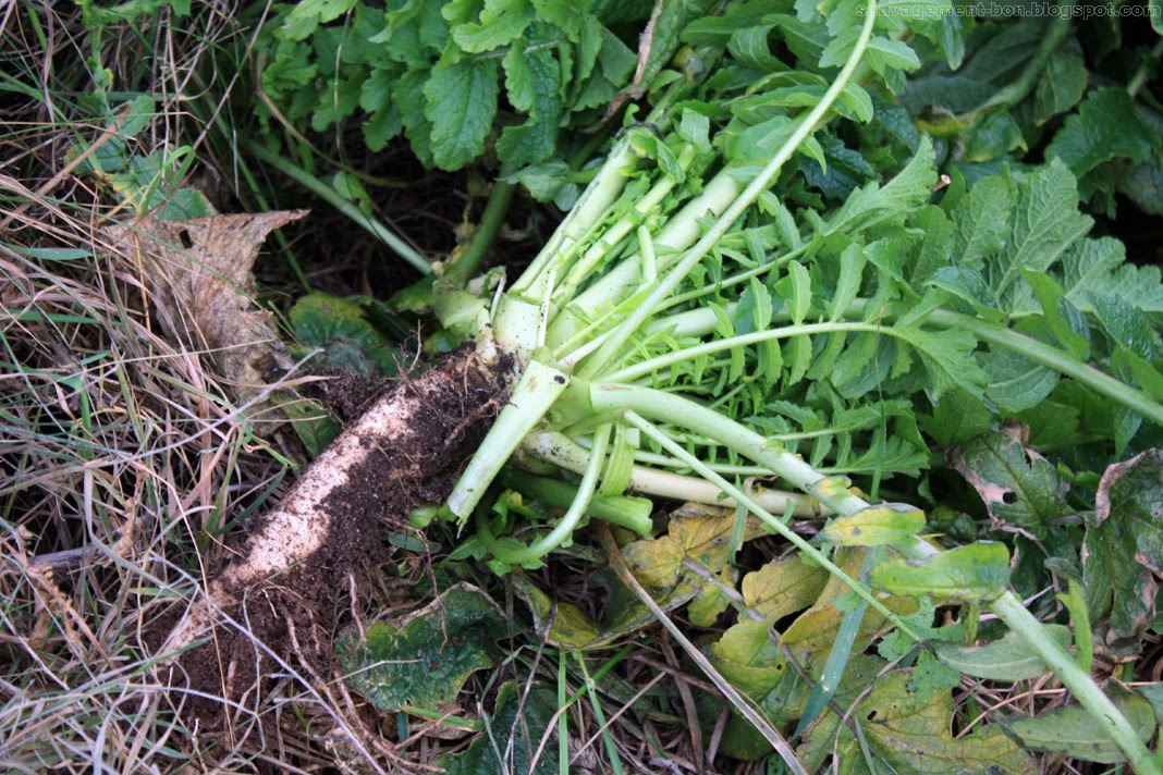 Les plantes sauvages aux 4 saisons près de chez nous - Hiver