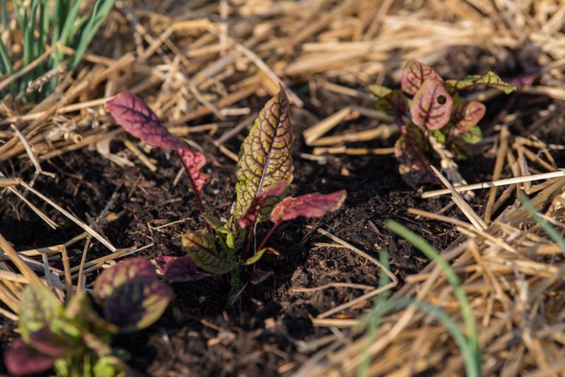 Introduction à la permaculture au jardin et soin du sol