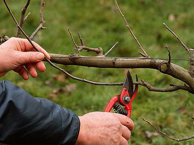 Chantier participatif - taille des arbres