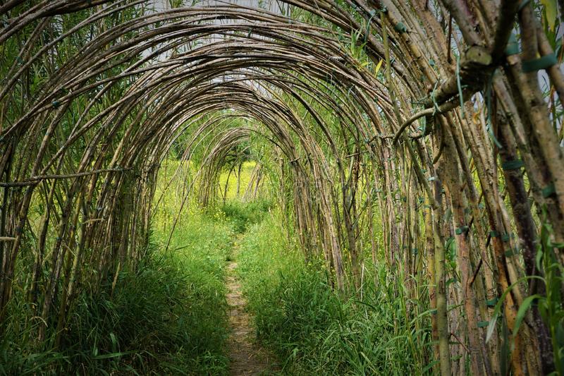 Au bout du tunnel... les saules !